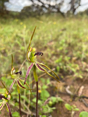 large-club spider orchid