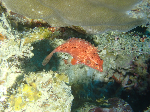 Thrush Sneaky Wrasse