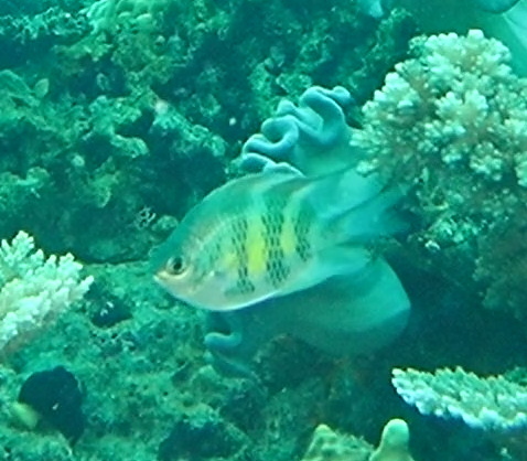 Staghorn Damsel