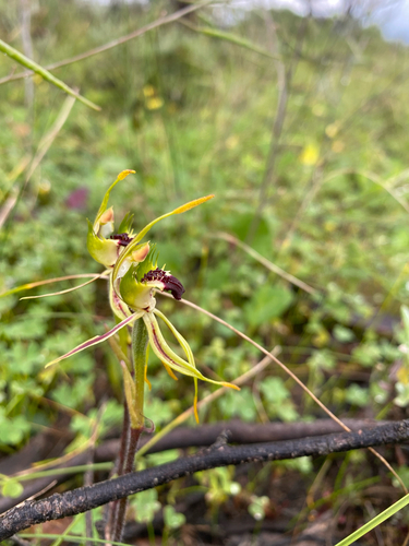 Mallee Spider-orchid