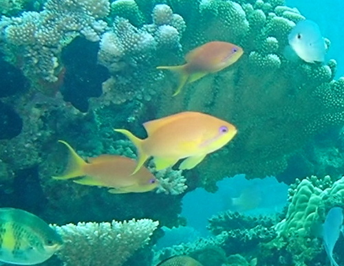 Pacific Lyretail Anthias
