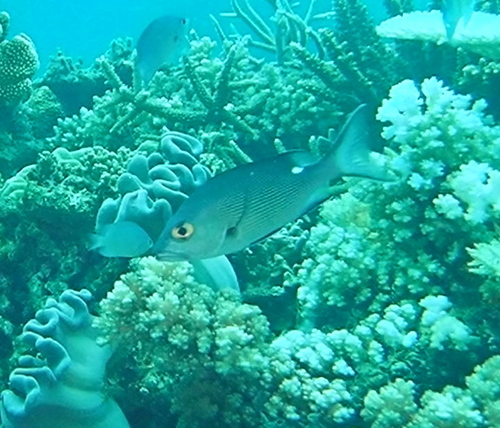 Two-spot Red Snapper