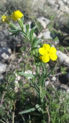 Lithospermum cobrense