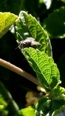 Diptera