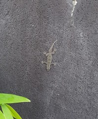 Hemidactylus platyurus