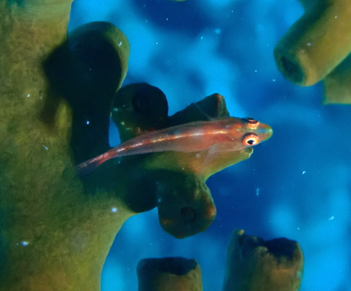 Pleurosicya mossambica observed 2026-08-04