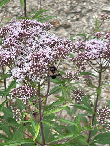 Pellucid Hover Fly