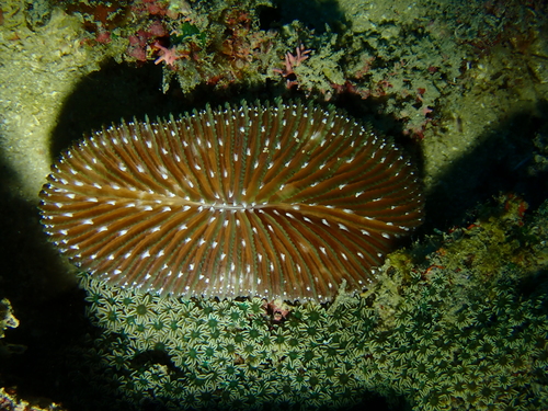 Ctenactis albitentaculata