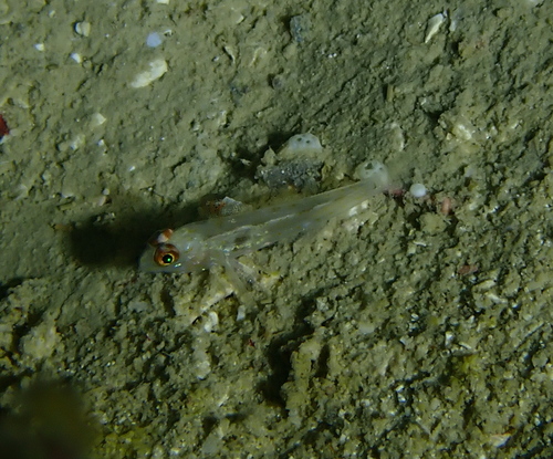 Fusigobius signipinnis observed 2026-08-04