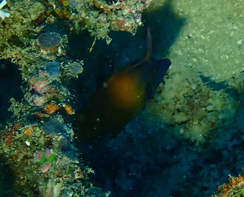 Blackheaded Filefish