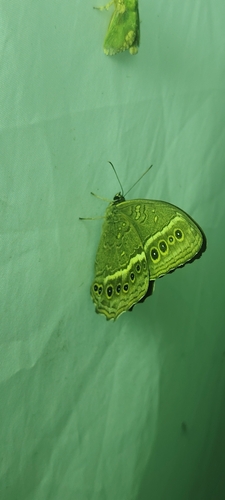 Black-spotted Labyrinth
