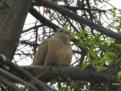 Streptopelia decaocto