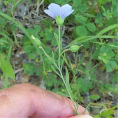 Linum pratense