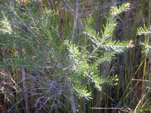 Melaleuca ericifolia