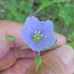 Linum pratense