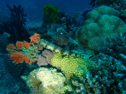 Variegated Lizardfish