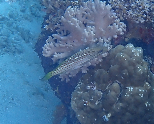Slender Grouper