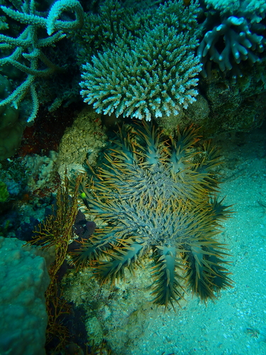 Pacific Ocean Crown-of-Thorns