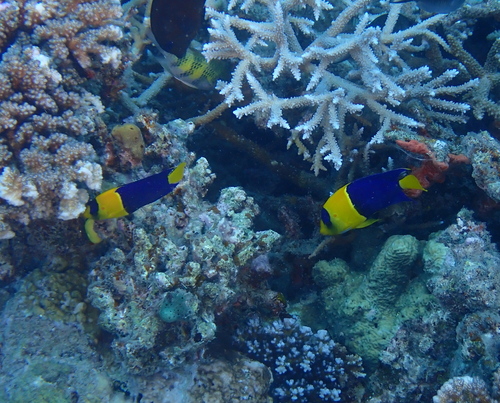 Bicolor Angelfish