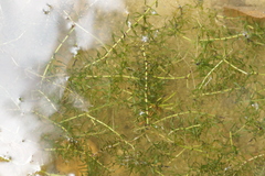Elodea nuttallii, photograph (c) Björn Sothmann, some rights reserved (CC BY-SA)