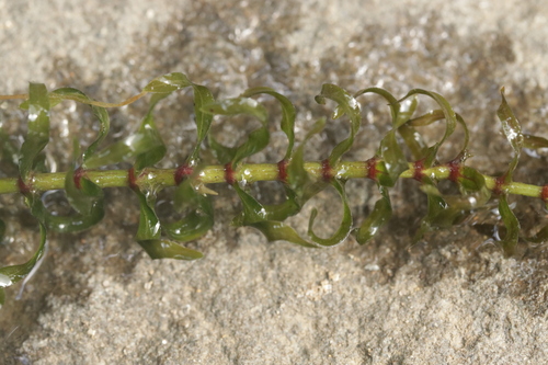 Elodea nuttallii, photograph 2