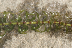 Elodea nuttallii, photograph (c) Björn Sothmann, some rights reserved (CC BY-SA)