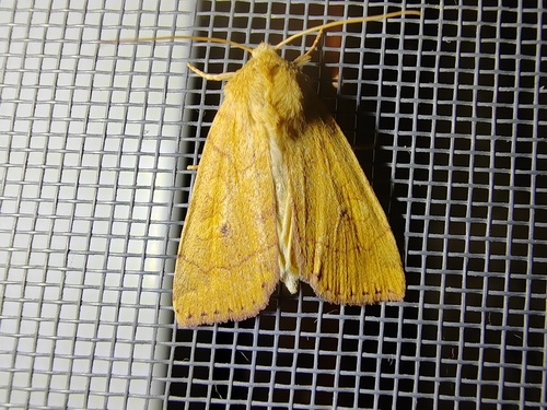 Angle-striped Sallow