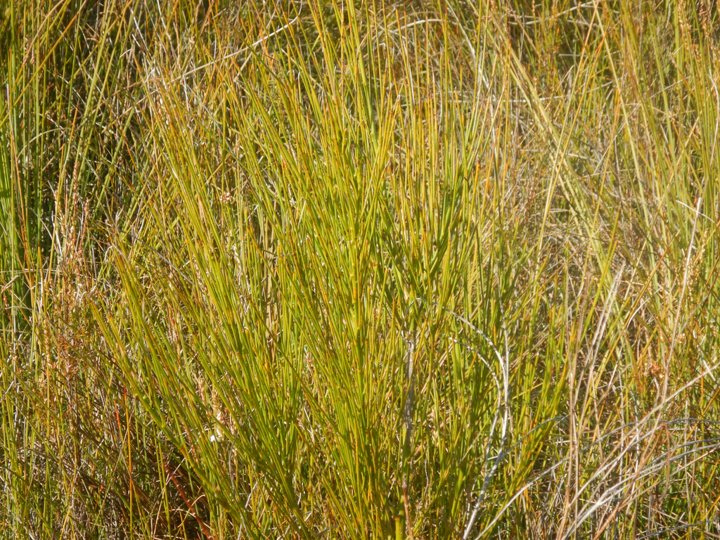 Viminaria juncea; photograph (c) Bryce Watts-Parker, some rights reserved (CC BY)