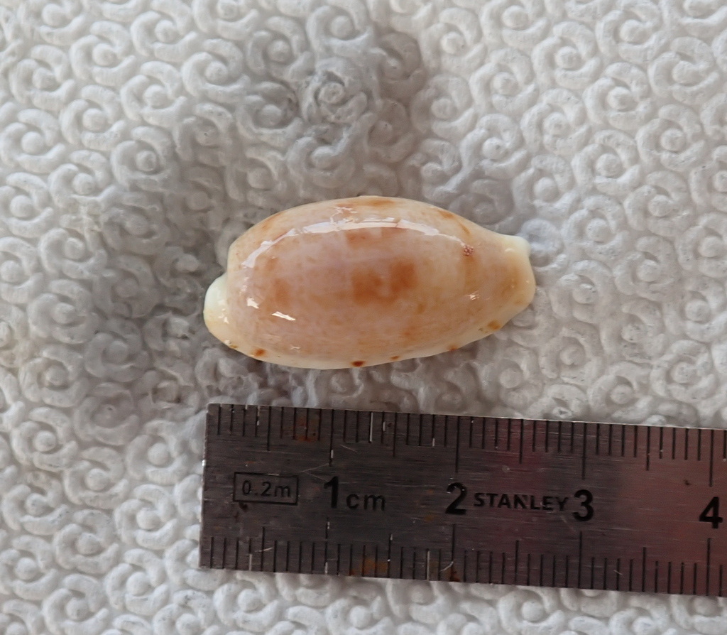 Tapering Cowry