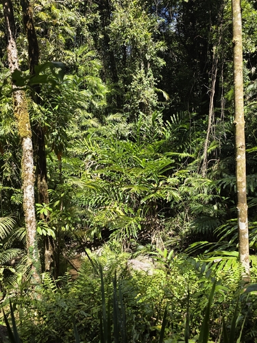 Hornstedtia scottiana, photograph 4