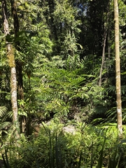 Hornstedtia scottiana, photograph (c) Shelomi Doyle, some rights reserved (CC BY)