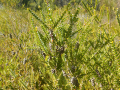 Melaleuca squarrosa, photograph (c) Bryce Watts-Parker, some rights reserved (CC BY)