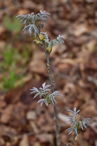 Image of Maackia amurensis by (c) Repina Tatyana, some rights reserved (CC BY)