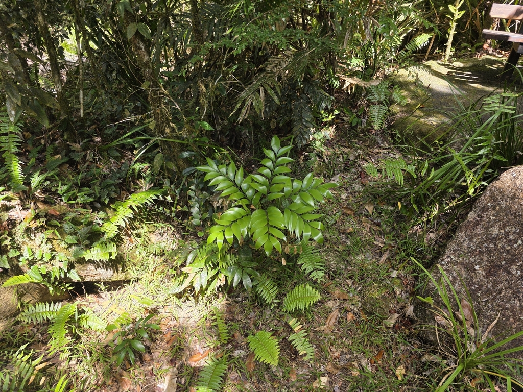 Bowenia spectabilis; photograph (c) Shelomi Doyle, some rights reserved (CC BY)