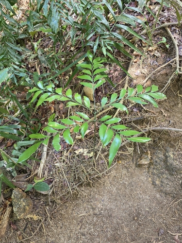 Bowenia spectabilis, photograph 5