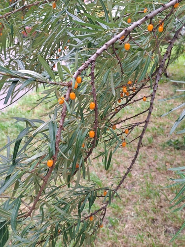 Наблюдение на iNaturalist
