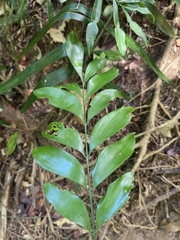 Bowenia spectabilis, photograph (c) Shelomi Doyle, some rights reserved (CC BY)