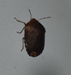 Stethaulax marmorata