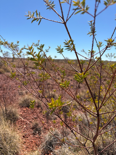 Acacia maitlandii observed 2026-08-24