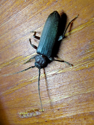 Rust Pine Borer