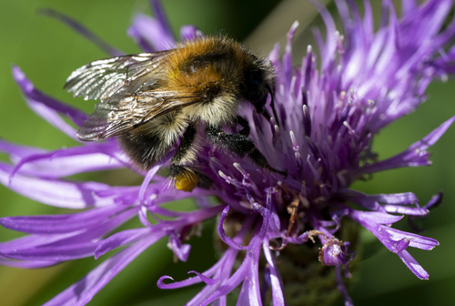 Common Carder Bumble Bee