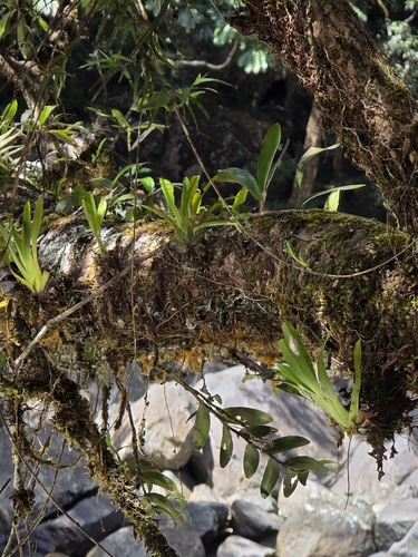 Phreatia micrantha observed 2026-08-23