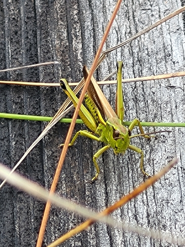 Large Marsh Grasshopper