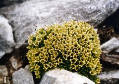 Colobanthus squarrosus squarrosus