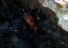 Apogon maculatus