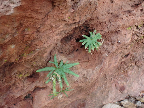 Lygodium flexuosum
