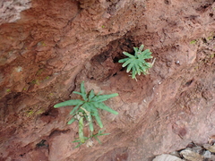 Lygodium flexuosum