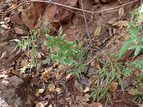 Lygodium flexuosum, photograph 1