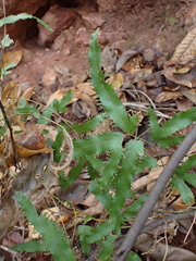 Lygodium flexuosum, photograph (c) Nina Kerr, some rights reserved (CC BY)