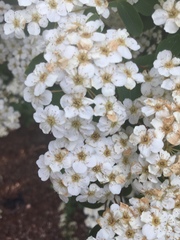 Spiraea × vanhouttei